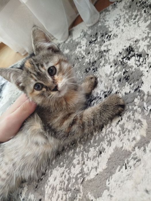 Отдам котенка даром! (Девочка)