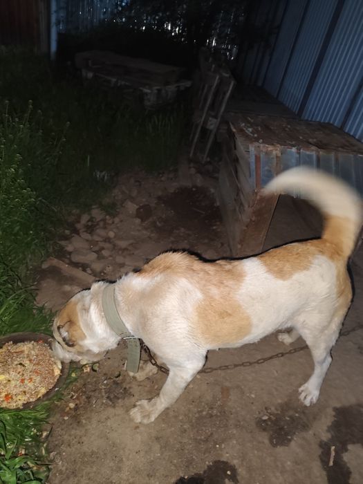 Продам собак породы алабай