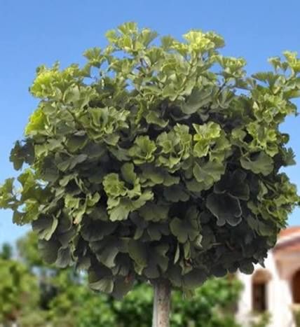 Ginko Biloba Mariken