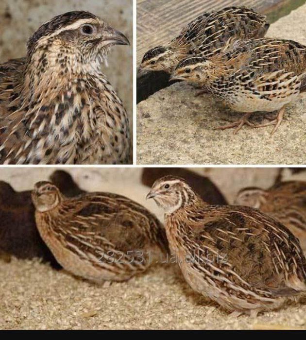 Navoiy viloyati Qiziltepa