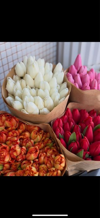 Тюльпаны, тюльпаны розница и опт