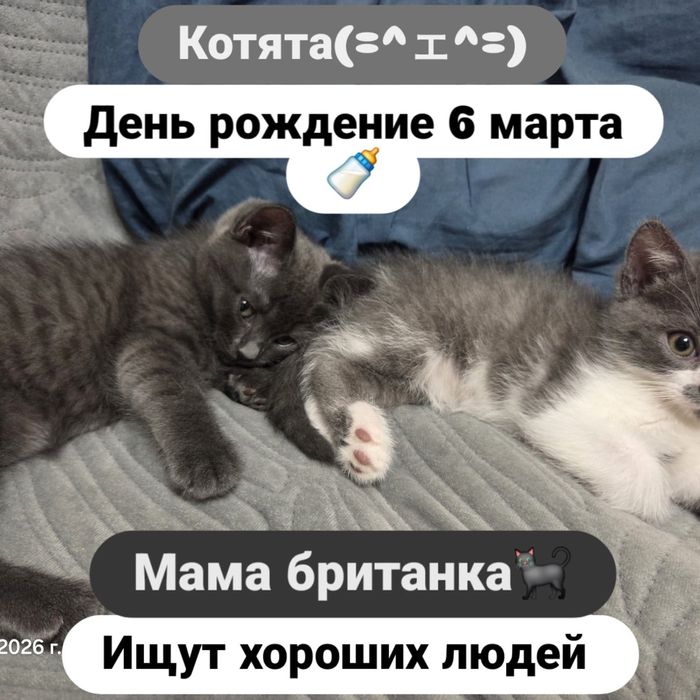 Котята, британцы