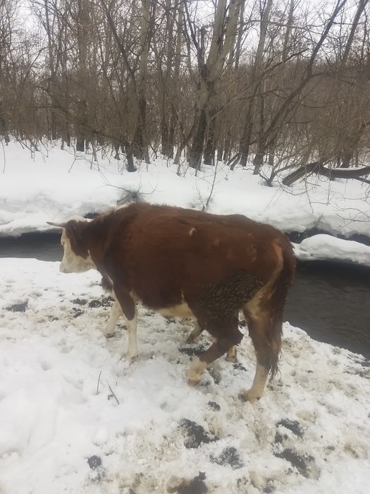 Продам перватёлку