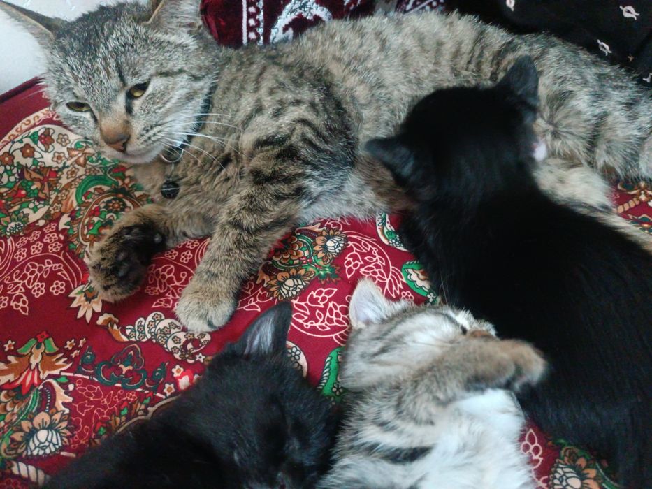3 кота 1 турецкая ангора