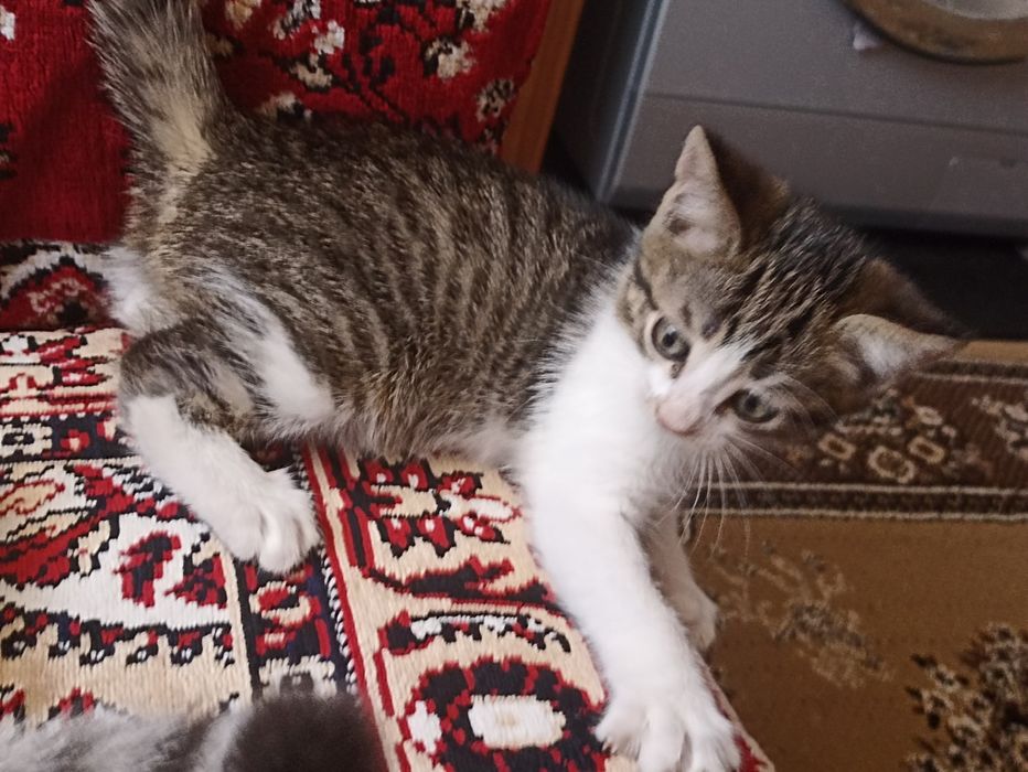 Продам котенка 2000