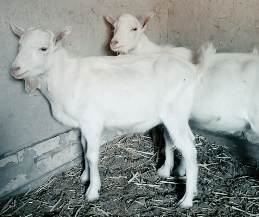 Эчки боллари сотилади ёзда тугилган 2 дона така ишлаши зўр