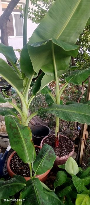 banan kivi zaytun  papaya guvava avakado dragon