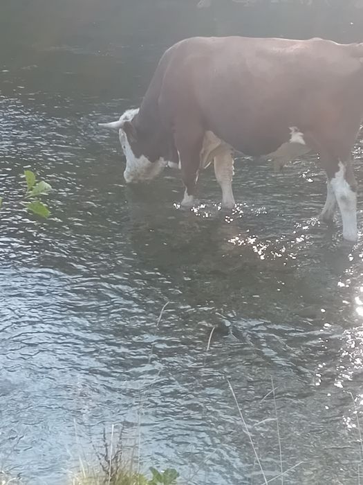 Taur baltat romanesc
