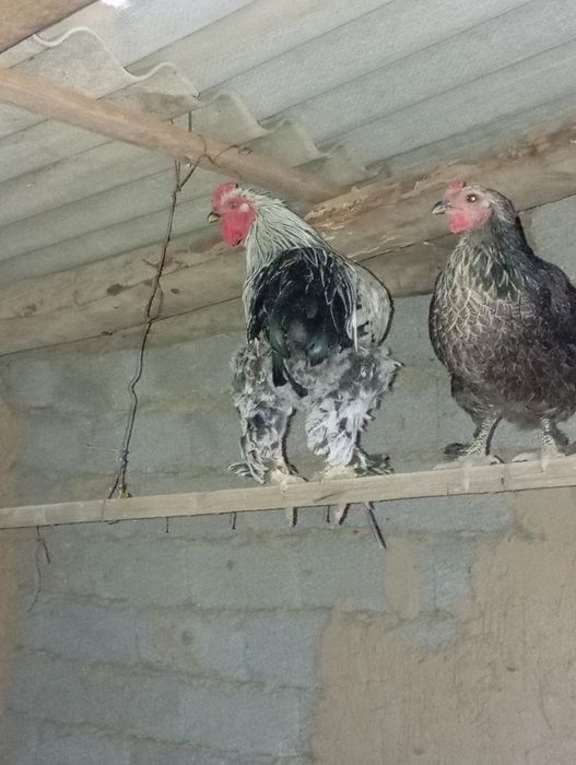 Қораз сатылады  Брама