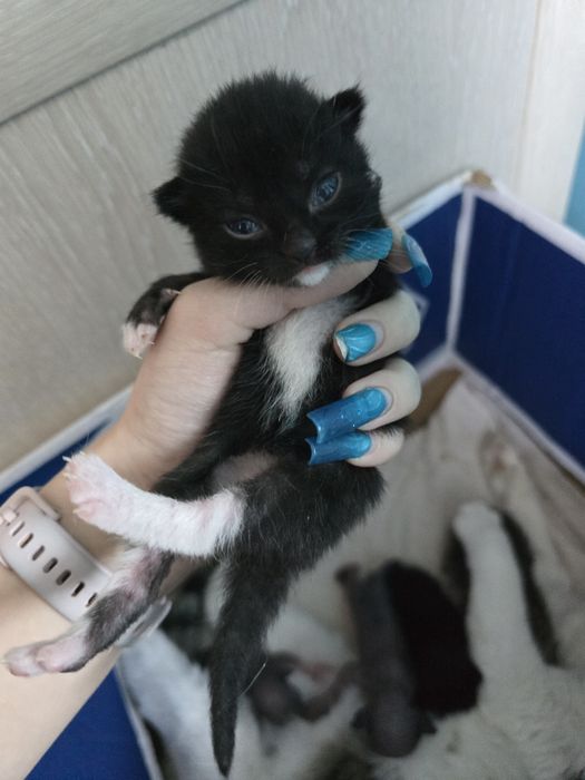 Бронь на двух котят