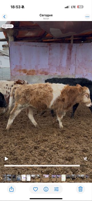 Бычоктар сатылады бұқа подсос 43 бас