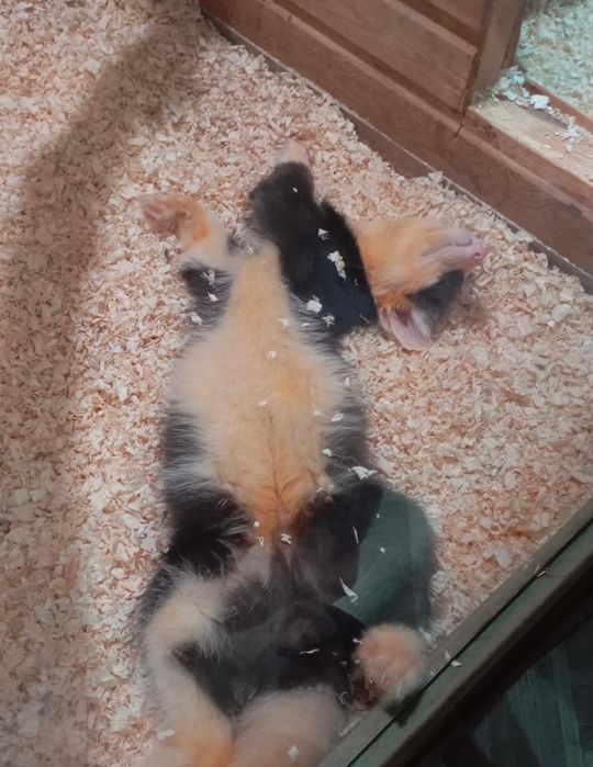 Пушистый красавчик цветной соболь