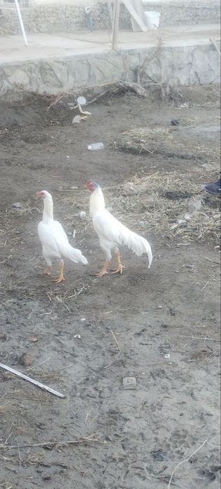 oq xoroz tovuq dakan o shamo