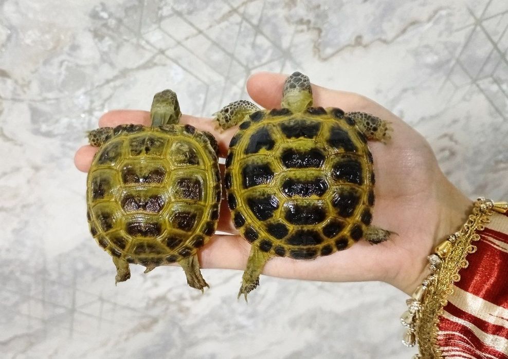 Toshbaqa sotiladi!(Продается черепашки!)