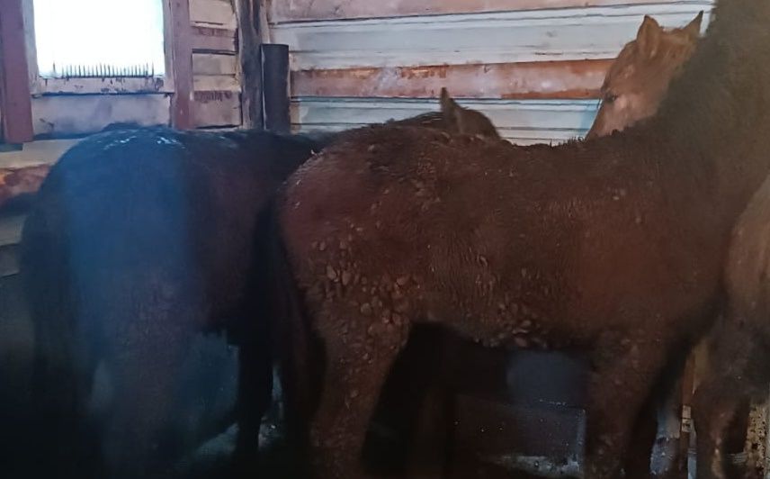 продам два тая с откорма находятся с. Макинка