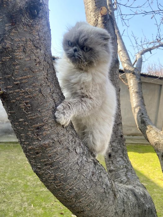 Skotish fold blue poind (haylandi)