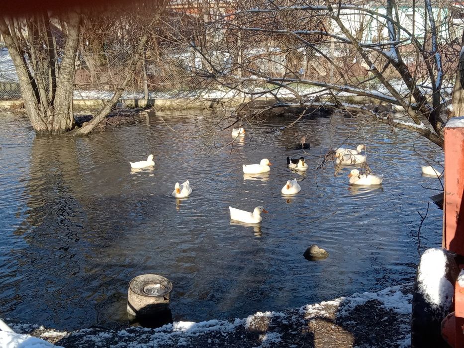 Vând rățoi pekini