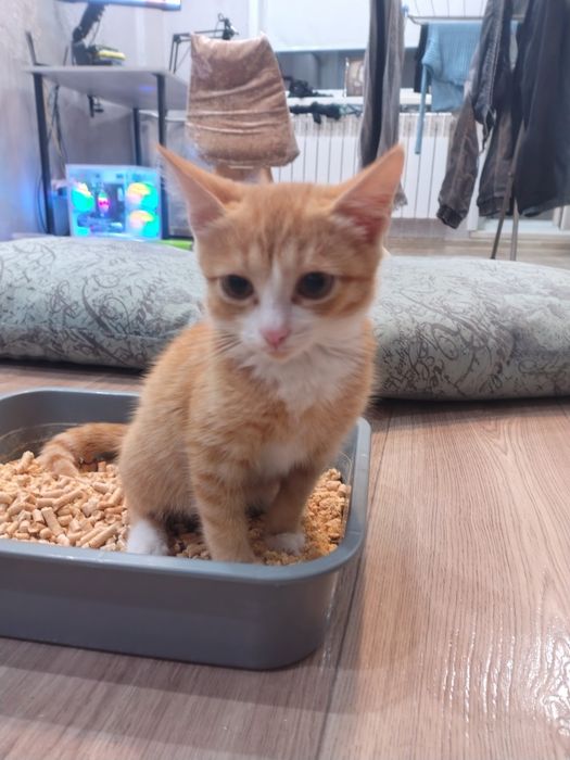 Котик добрые руки