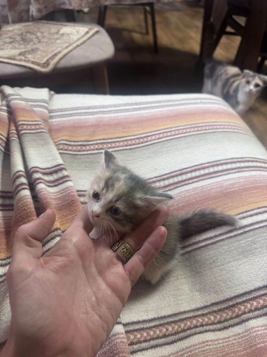 Котята, мальчик девочка