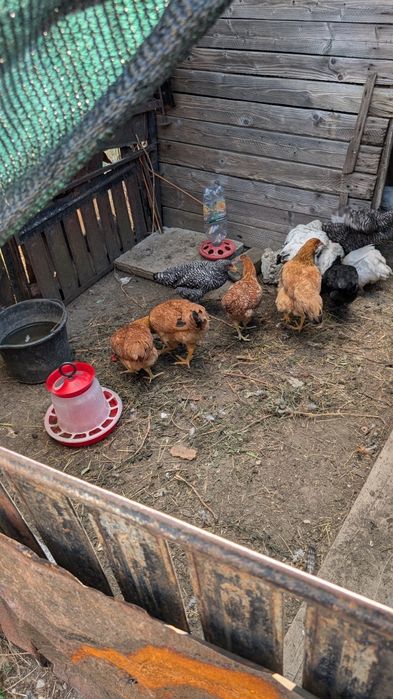 Vand 2 case bātrânesti în orasul Marasesti