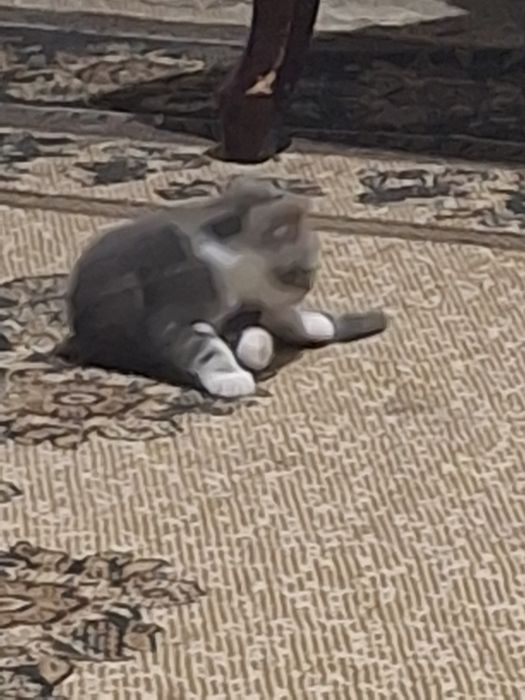 Скотиш страит котята