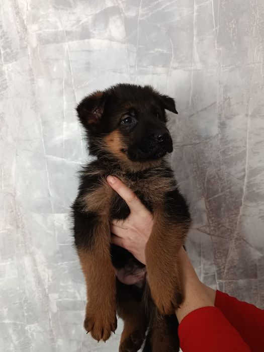 Шикарные щенки Немецкой овчарки