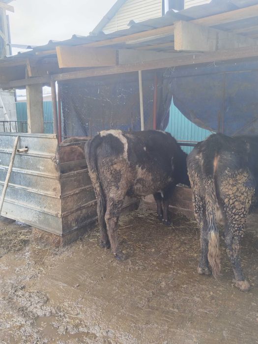 Продам тёлок стоят на откорме