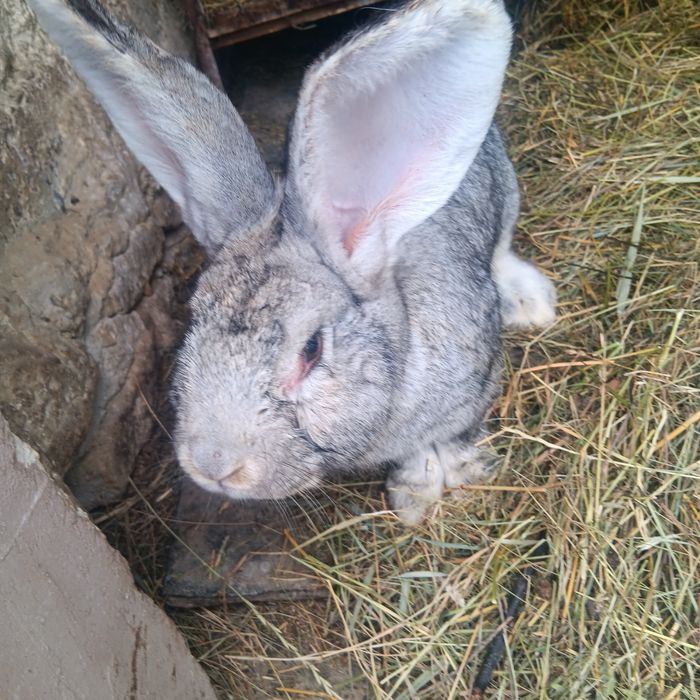 Vind schimb iepuroi 7.5  kg