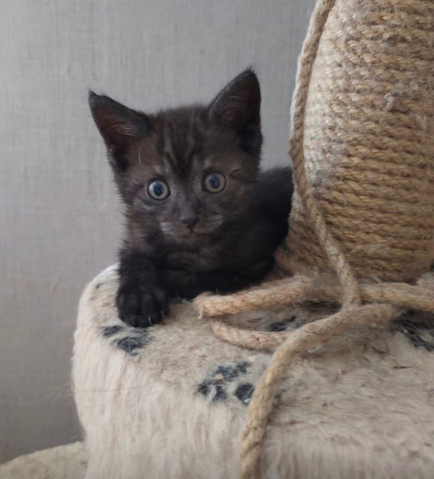 Котенок в ответственную семью
