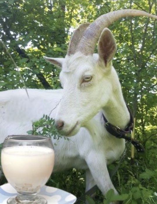 Ешкы суты Козье молоко