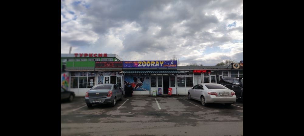 Волнистые попугаичики выставка