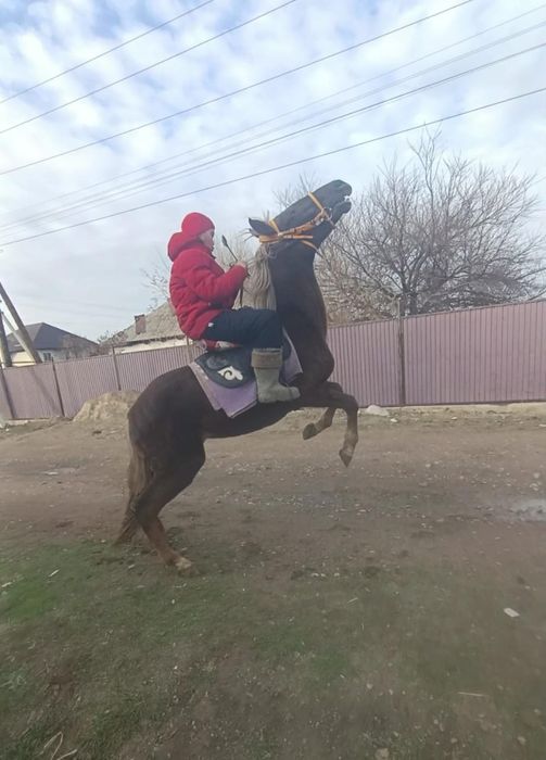 Құнан  3 жасар...