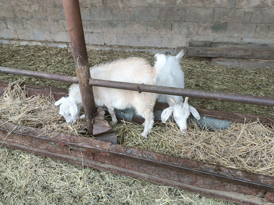 Продам 2 козы и 3 козленка