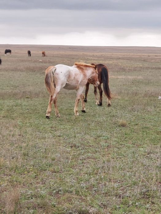 Продам жеребчика