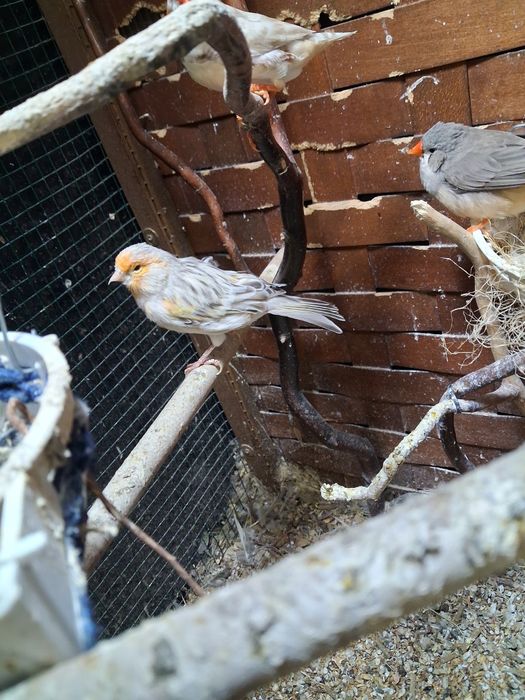 Canari si zebre de vanzare