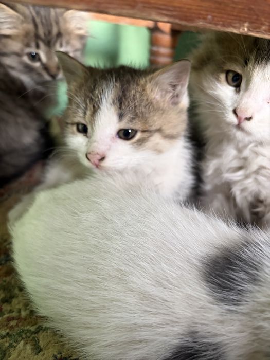 Отдам котят в хоршие руки