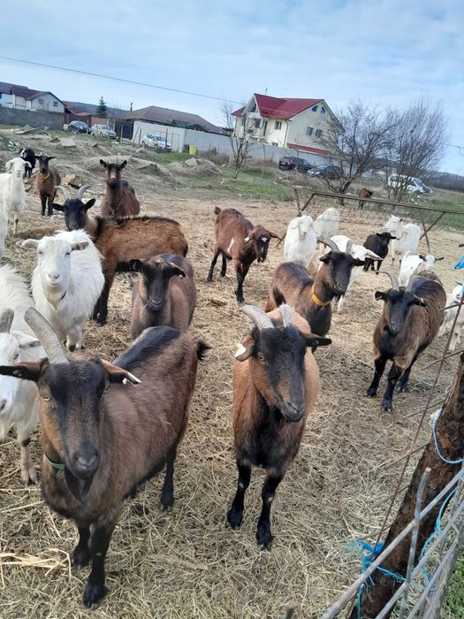 Vând capre originale