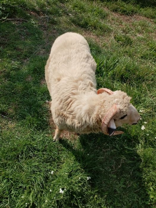 Berbecuț de vânzare