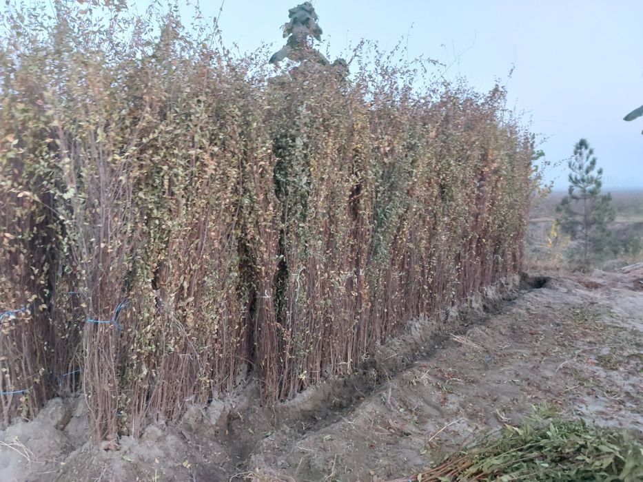 Терак бор. Terak sotiladi