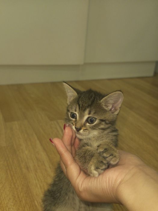 Кошка 1 месяц и 1 неделя
