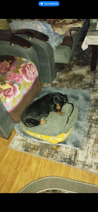 Такса собака в добрые руки