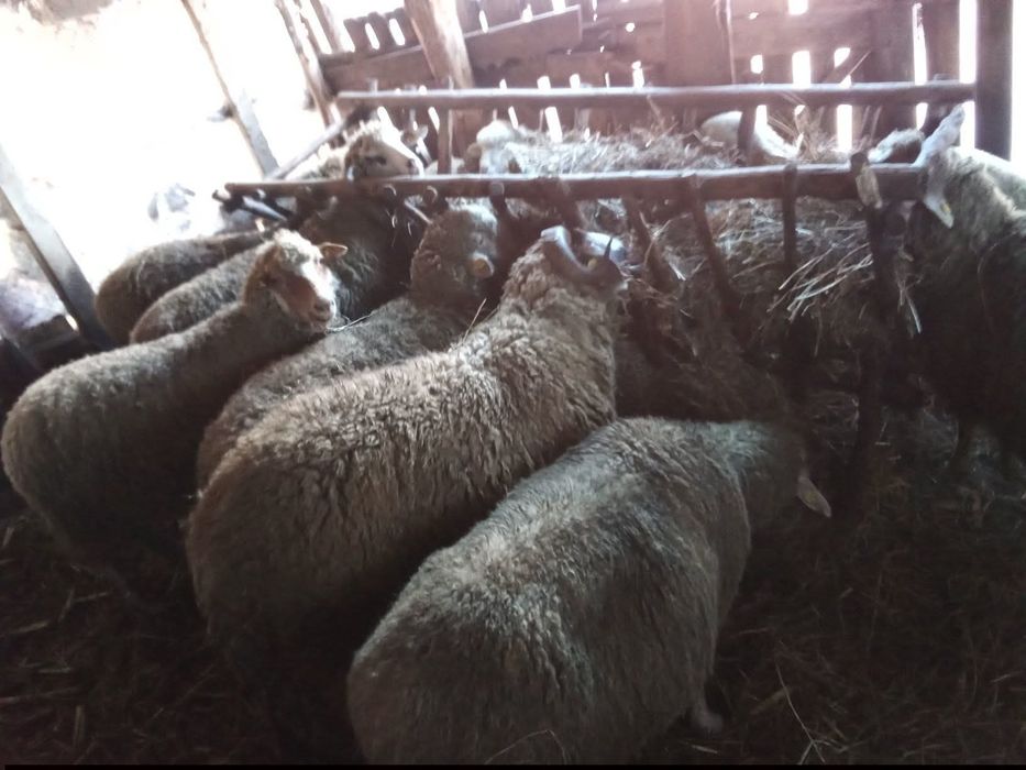 Vând oi cu miei cele din poză