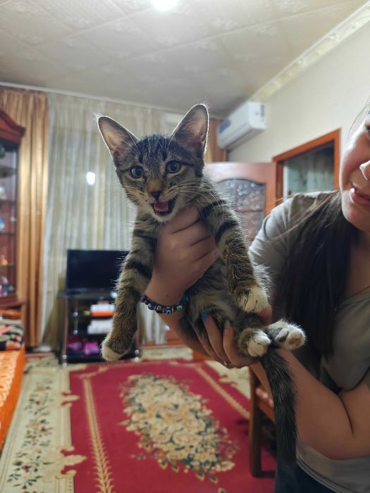 Котёнок (девочка) отдадим в добрые руки