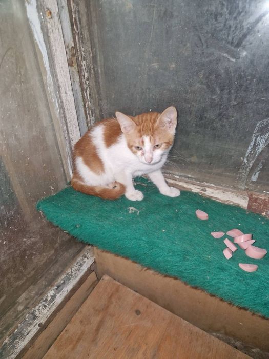 Две малки котенца търсят дом в Русе