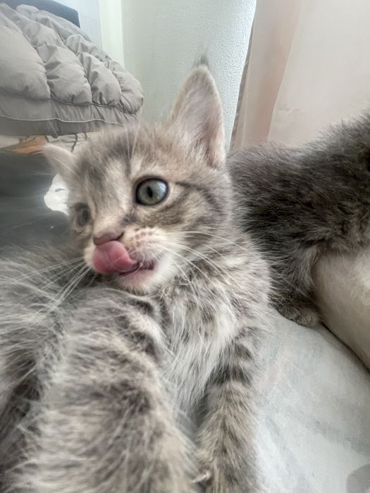 Отдаем котят смесь британца и рэгдолл