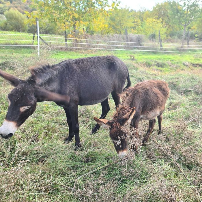 Vand magarite si magari