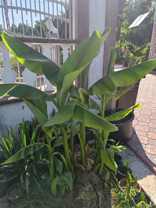 Vând bananieri ce produc banane