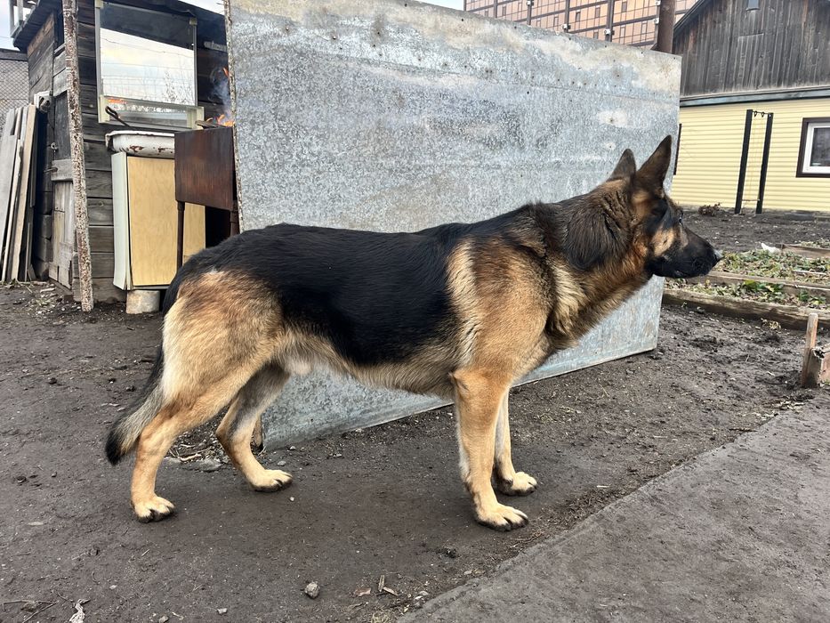 Немецкая овчарка, кобель для вязки