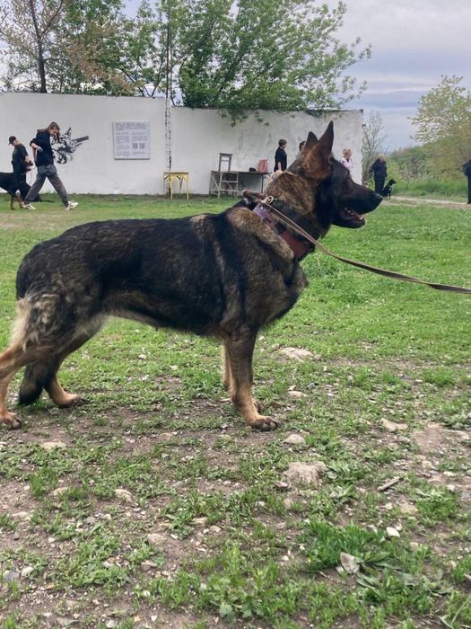 Немецкая овчарка