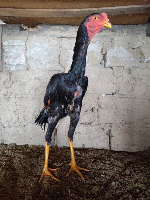 Дакан қораз дакан